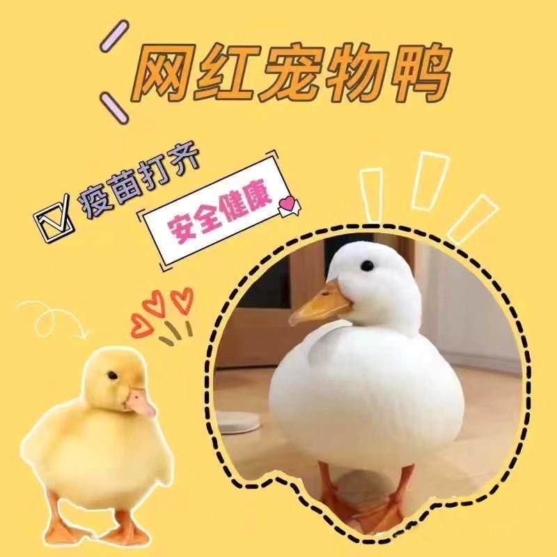 柯尔鸭活宠物网红柯尔鸭活物宠物观赏鸭纯种科尔可达小黄鸭子活体,淘宝优惠券,粉丝福利购,淘宝优惠卷