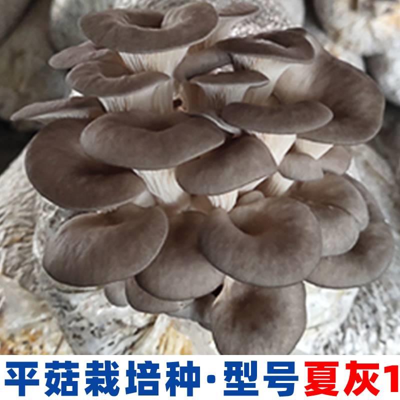 菌种平香姬草秀珍二三级栽培种菇农养殖种植食用原新鲜厂鸡枞 - 图0