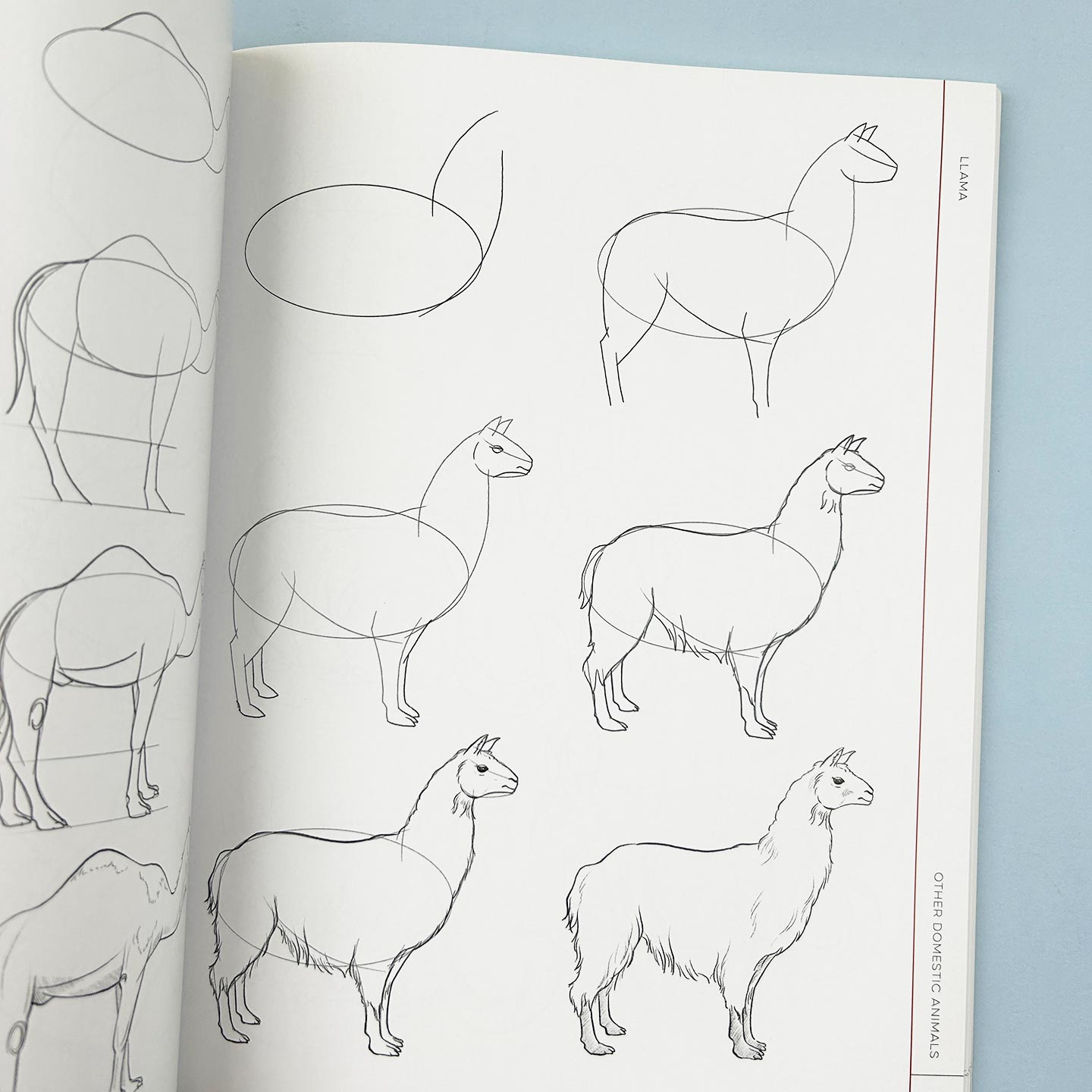 英文原版 Draw Like an Artist 100 Realistic Animals 像艺术家一样画画 100种真实动物 英文版 进口英语原版书籍
