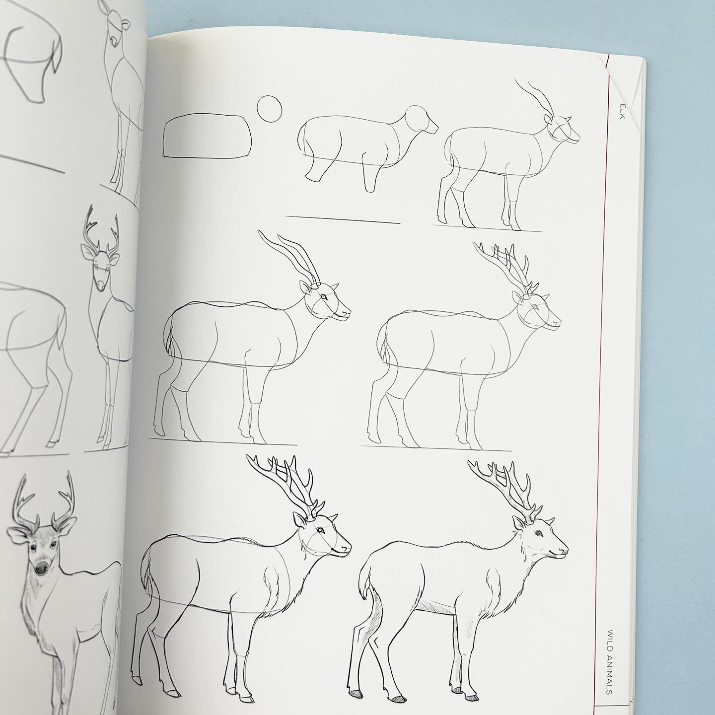 英文原版 Draw Like an Artist 100 Realistic Animals 像艺术家一样画画 100种真实动物 英文版 进口英语原版书籍