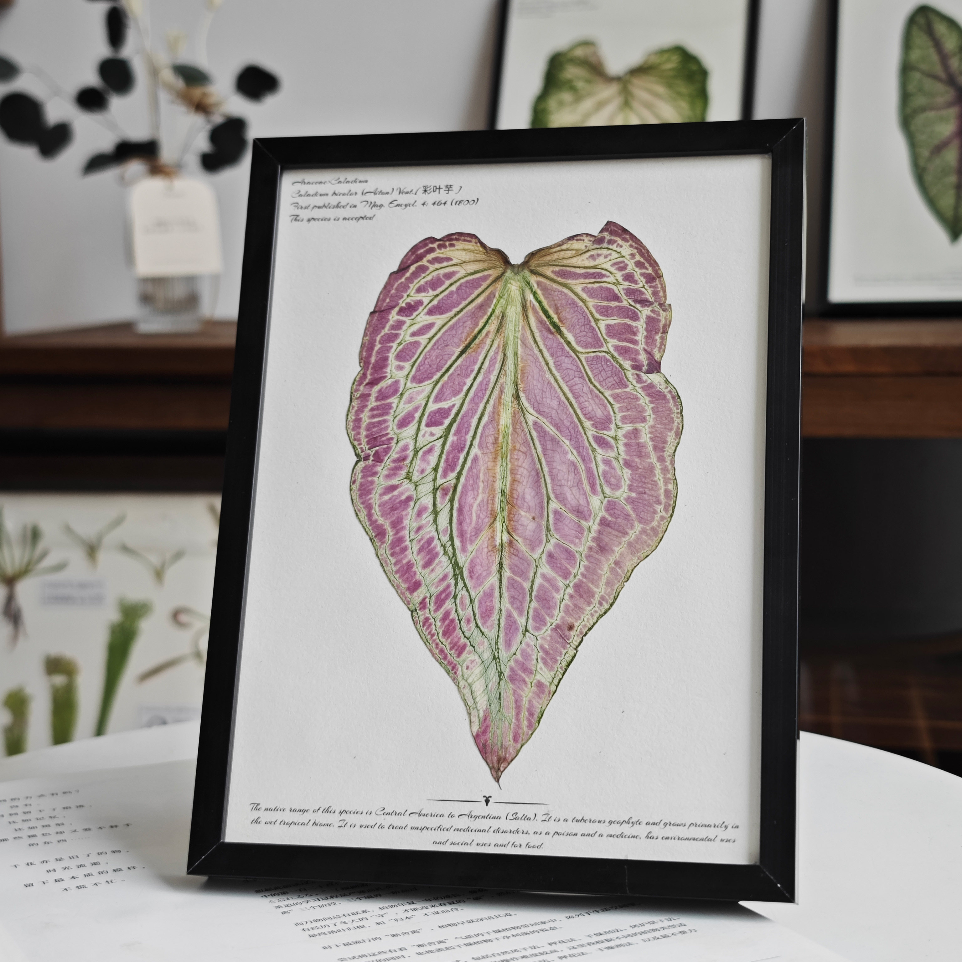 植物标本装饰画相框家居摆台热植押花百搭电视背景墙组合装饰画,淘宝优惠券,粉丝福利购,淘宝优惠卷