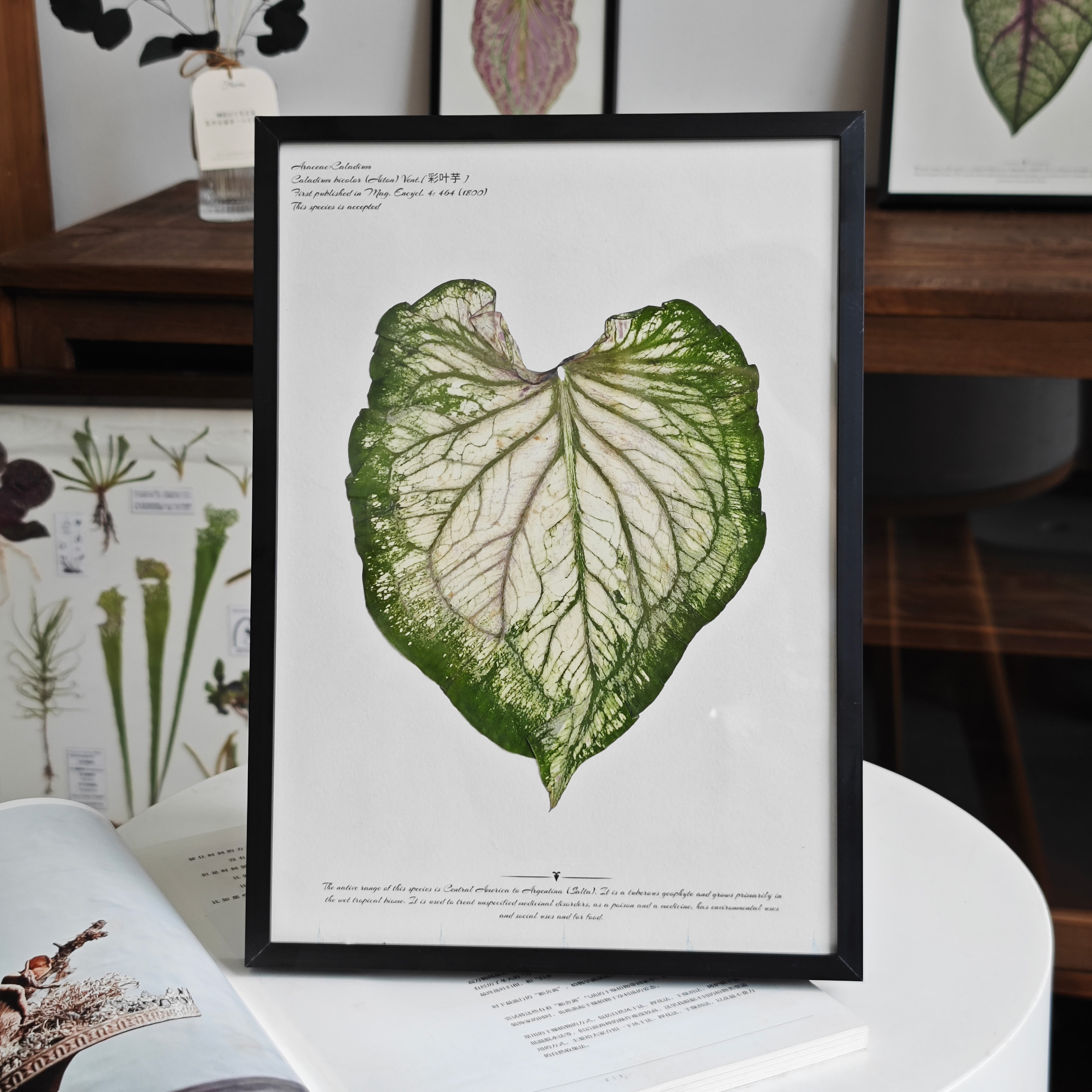 植物标本装饰画相框家居摆台热植押花百搭电视背景墙组合装饰画,淘宝优惠券,粉丝福利购,淘宝优惠卷