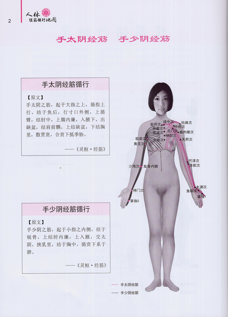 正版现货人体经筋循行地图(第2版)薛立功图解学习人体十二经筋解剖、循行刘春山刘荷婧编著中国科学技术出版社-图4