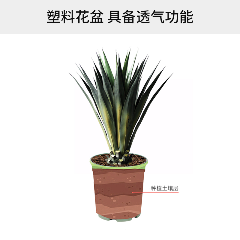 高加仑塑料花盆绿萝多肉月季大口径清仓包邮加厚小中号加仑盆花盆 - 图1