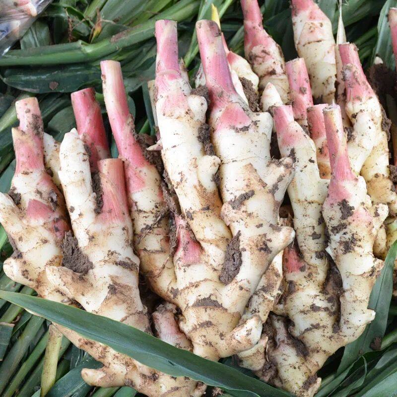 山东嫩姜仔姜新鲜现挖红芽姜子姜姜芽嫩姜新鲜泡菜腌制醋泡鲜生姜,淘宝优惠券,粉丝福利购,淘宝优惠卷