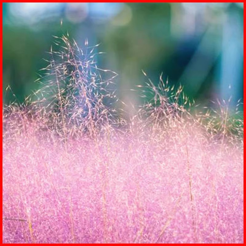 粉黛乱子草种子网红草粉色花种籽子毛芒多年生花种籽景观花海花籽 - 图0