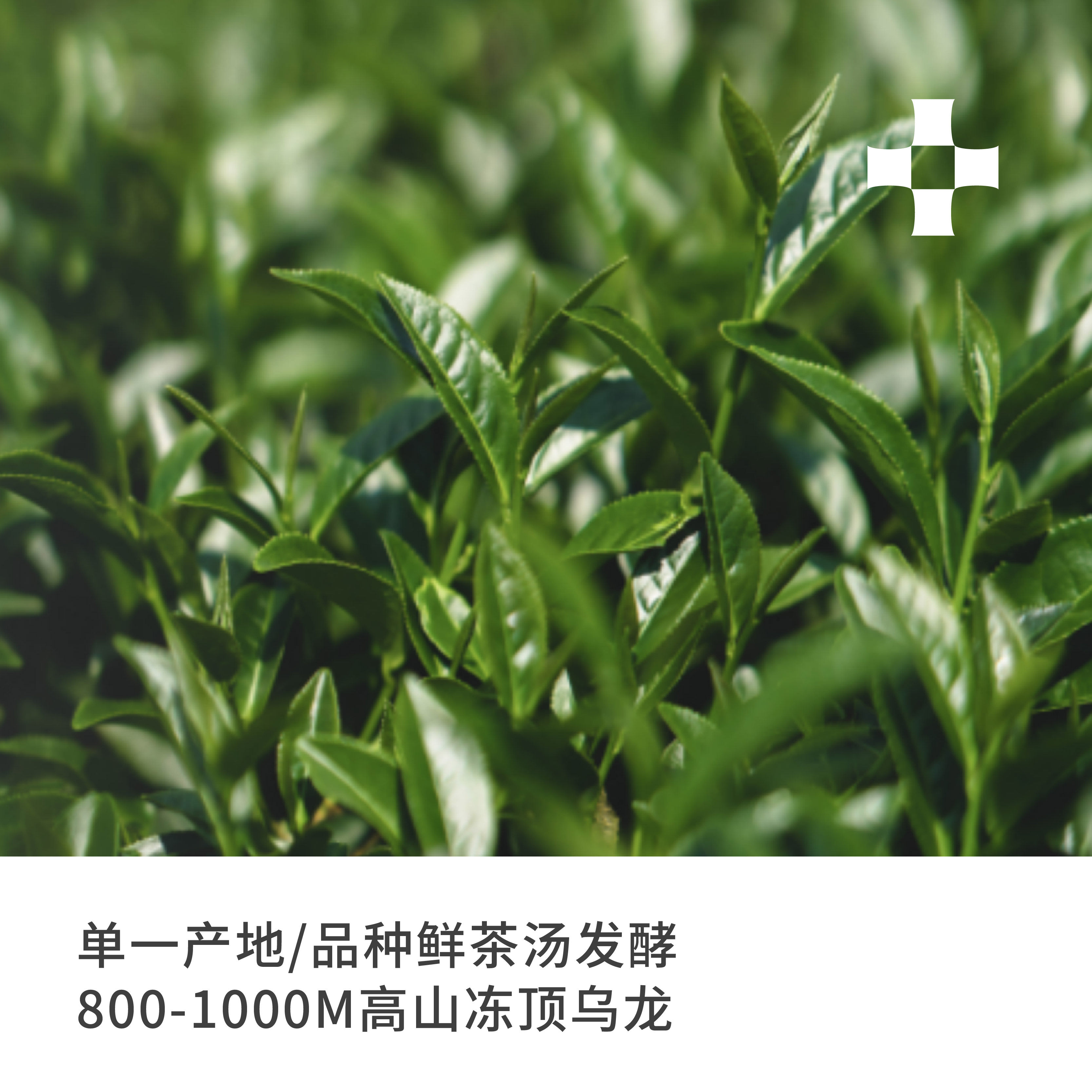 【顺丰】崎寻Taymeet冻顶康普茶原茶发酵330ml*6瓶,淘宝优惠券,粉丝福利购,淘宝优惠卷