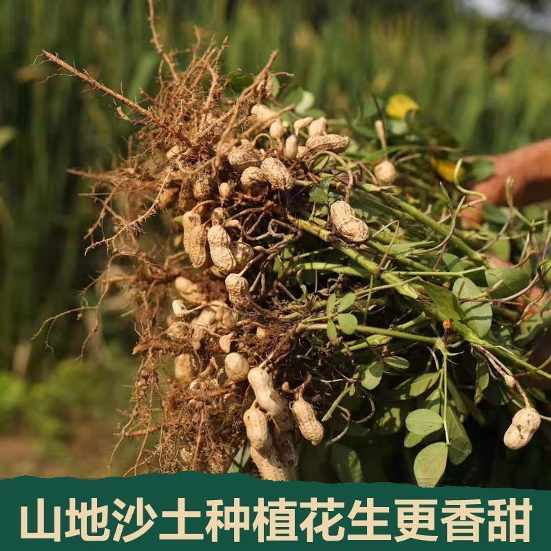 【新货】红皮花生米去壳颗粒均匀红花生米补气血红衣花生批发阿胶,淘宝优惠券,粉丝福利购,淘宝优惠卷