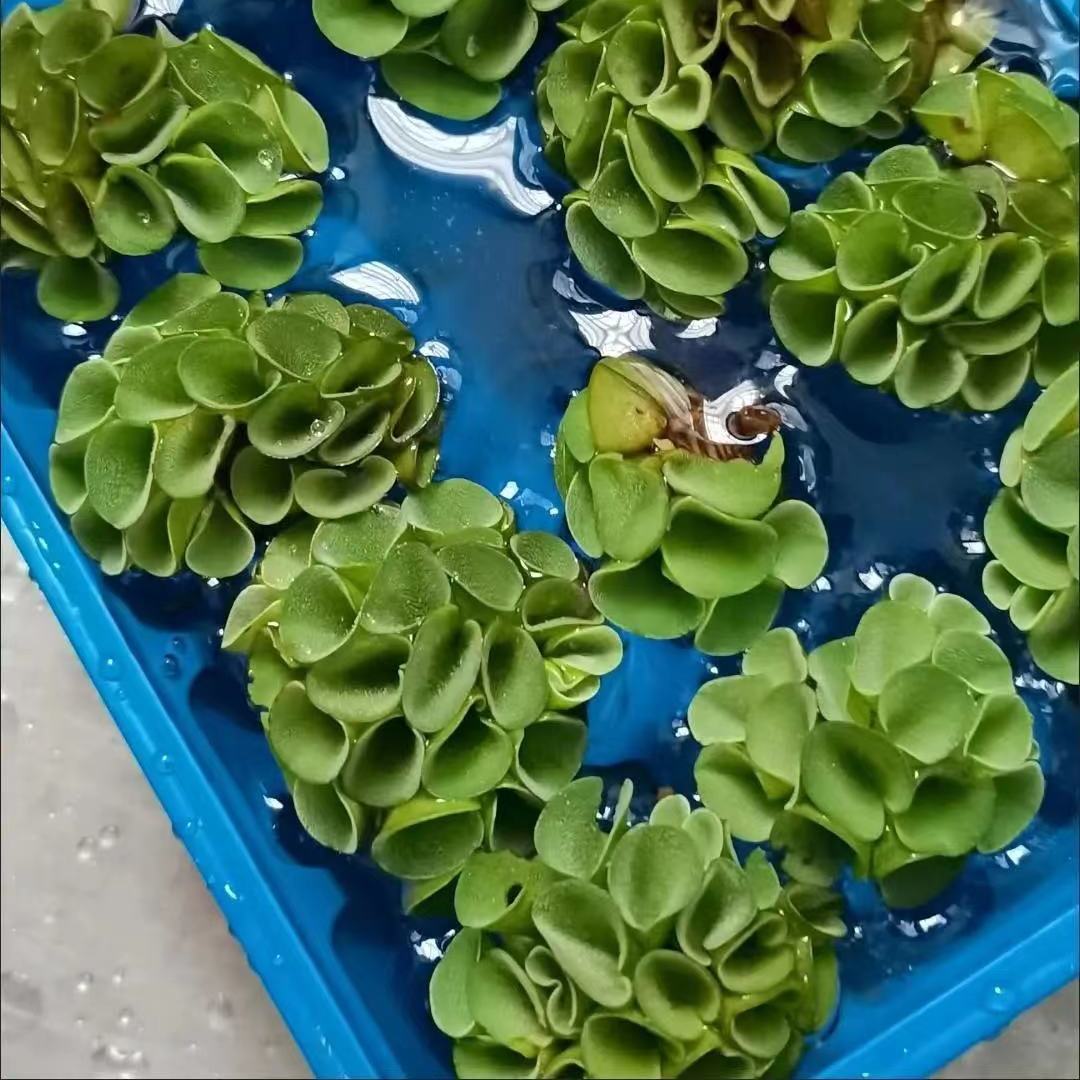 肚兜萍鱼缸浮萍水草养鱼养龟虾净化水质浮草水生植物水族箱造景 捷德澳特水族用品店 淘优券
