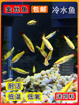 White Clouds Golden Silk Fish Living Small Cold Water Fish Tang Fish Native Fish Without Warm Watch Native Light Red Tail Light Corfish