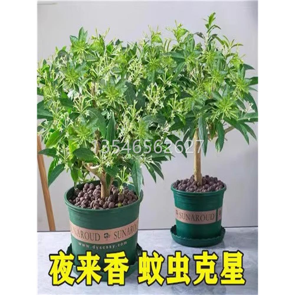 夜来香花树苗夜来香盆栽花卉植物室内驱蚊花苗浓香夜来香四季开花 - 图1