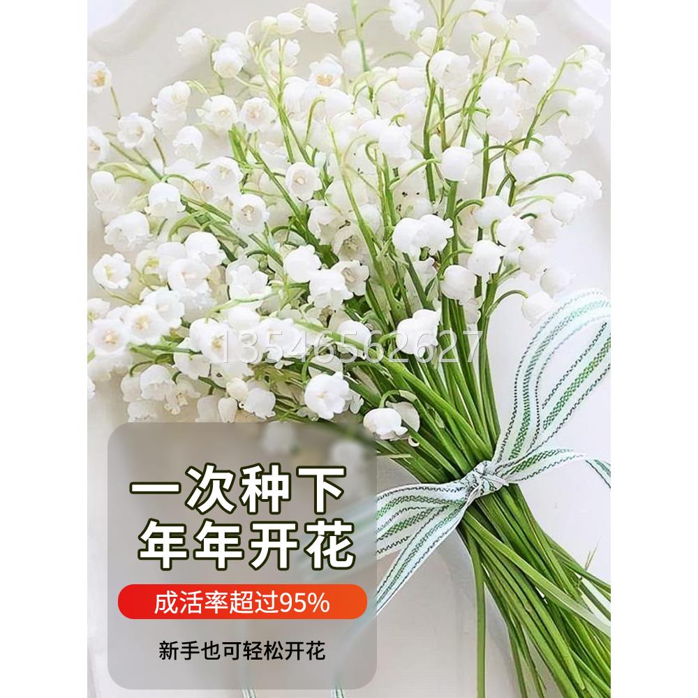 铃兰花种花苗阳台垂吊绿植耐寒耐冻室内盆栽植物进口水培花卉种子