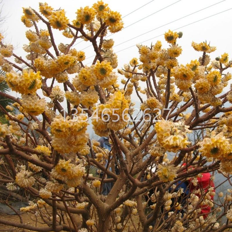 结香树苗丛生结香苗庭院园林绿化结香花苗木金腰袋打结花浓香植物-图2