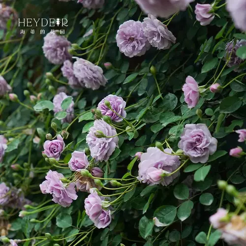 Садовый синий ливень Хайди, поднимая виноградную лозу, четыре сезона, четыре сезона, балкон -двор висят цветочные растения в горшках рассады цветов