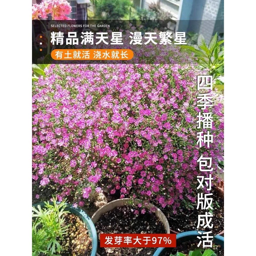 满天星种孑四季播种好养活易活开花盆栽花卉室内室外花种子籽花籽 - 图2