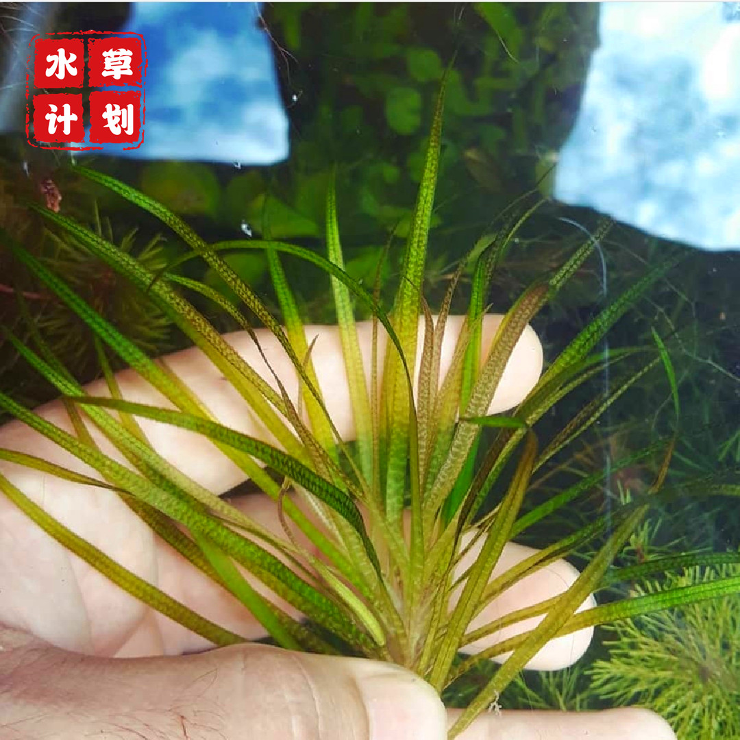 日本箦藻水草水下叶有茎草阳性草荷兰景草缸造景草鱼缸水草小泽藻 - 图2