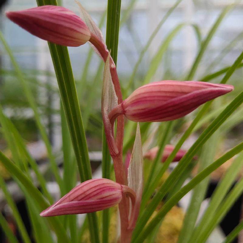 （假一赔十）人面桃花云南莲瓣兰彩素名品 勤花勤芽 易养高端名兰,淘宝优惠券,粉丝福利购,淘宝优惠卷