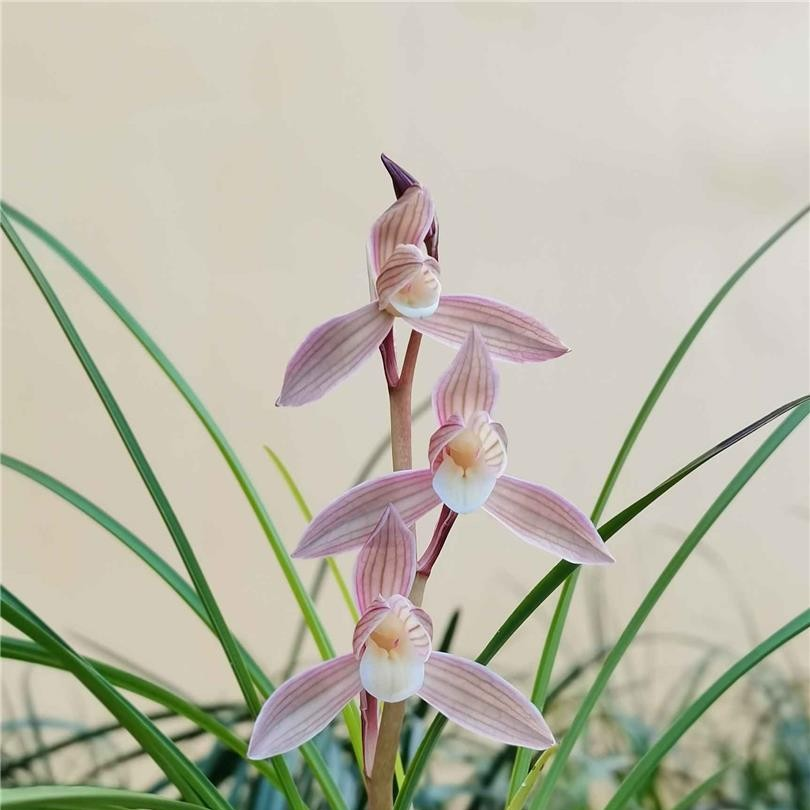 （假一赔十）人面桃花云南莲瓣兰彩素名品 勤花勤芽 易养高端名兰,淘宝优惠券,粉丝福利购,淘宝优惠卷