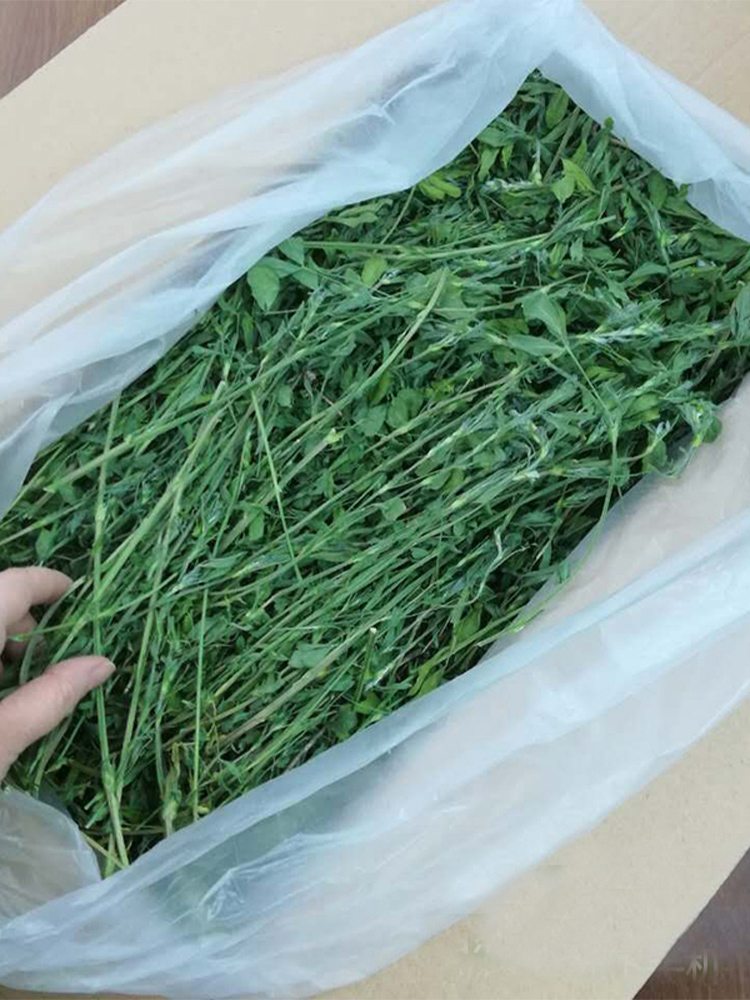 绿色新苜蓿烘烤紫花苜蓿草干草兔粮兔子龙猫粮食荷兰猪兔草饲料 - 图3