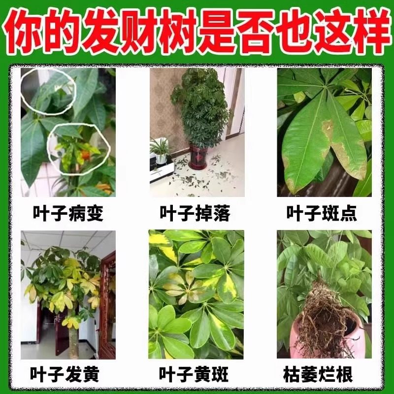 发财树专用营养液肥料黄叶枯叶黄斑烂根叶斑病专用药白斑病杀菌剂,淘宝优惠券,粉丝福利购,淘宝优惠卷