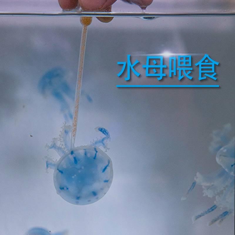 水母粮水母食物吃的冰鲜即食丰年虾套餐水母换水海盐专用液体饲料-图0