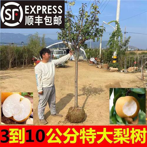 大梨树果苗带土秋月梨翠冠梨子苗盆地栽当年结果南方北方种植果树 - 图1