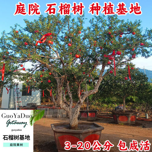 石榴树树苗庭院果树特大突尼斯软籽无籽盆栽地栽带土老庄石榴树苗 - 图1
