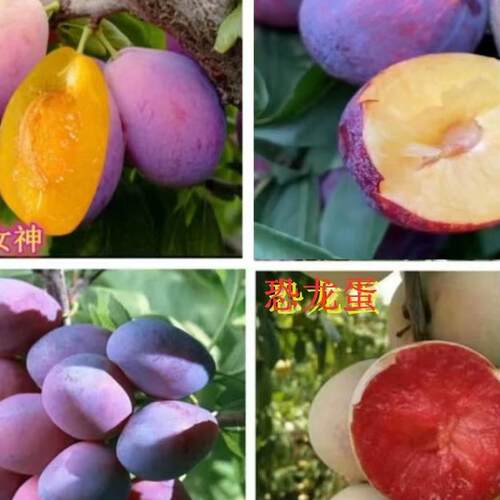 西梅树树苗特大庭院果树果苗盆栽地载南北方种植西梅苗树带土发货 - 图2