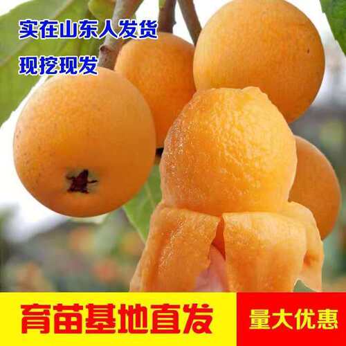 特大无核枇杷苗树砂糖大五星果树苗嫁接枇杷苗南北方种植当年结果 - 图0