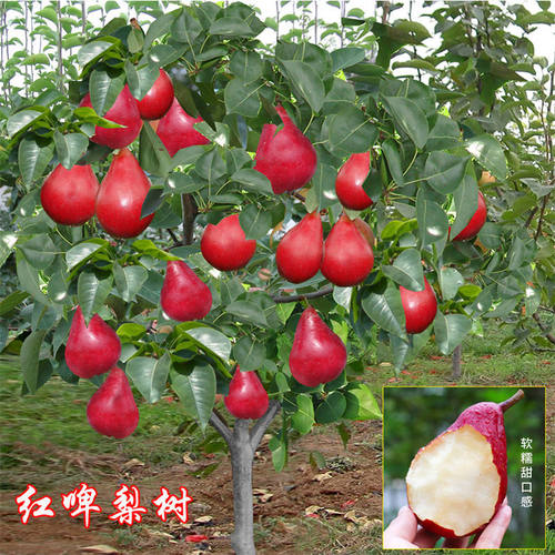 嫁接梨树果苗秋月梨树新疆香梨树苗库尔勒香梨苗盆栽地栽南北方种 - 图0