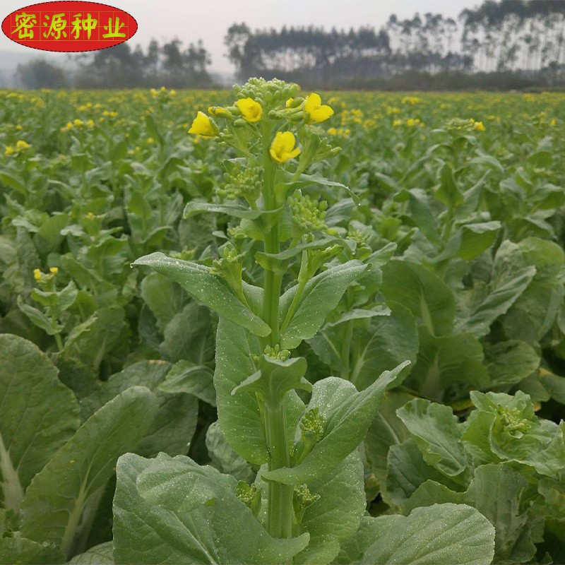 甜苔二号甜菜心种子白菜苔芯种籽四季播菜薹大田阳台盆栽蔬菜种孑-图2