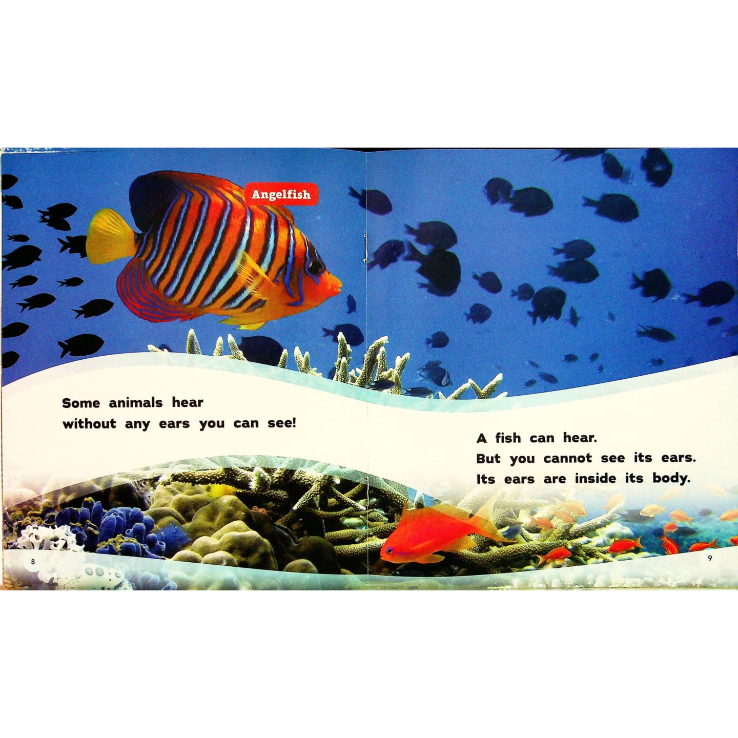 学乐前沿原版英语绘本AllKindsOfEars由杰基托马斯创作通过生动有趣的插画和简洁文字向36岁儿童展示不同动物耳朵的奇妙多样性帮 - 图2