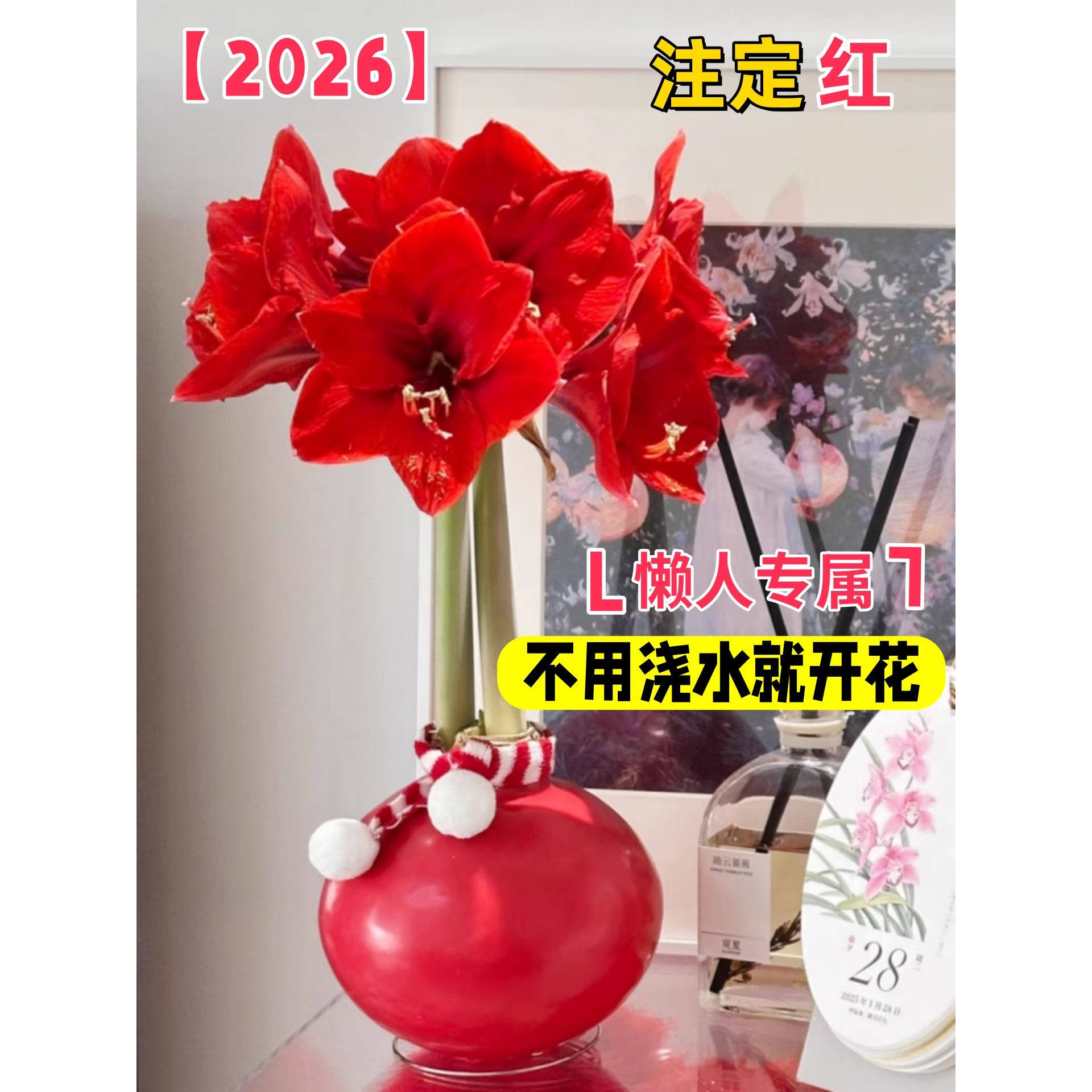 朱顶红蜡封种球室内桌面花卉观赏植物懒人好养易活节日祝福注定红,淘宝优惠券,粉丝福利购,淘宝优惠卷