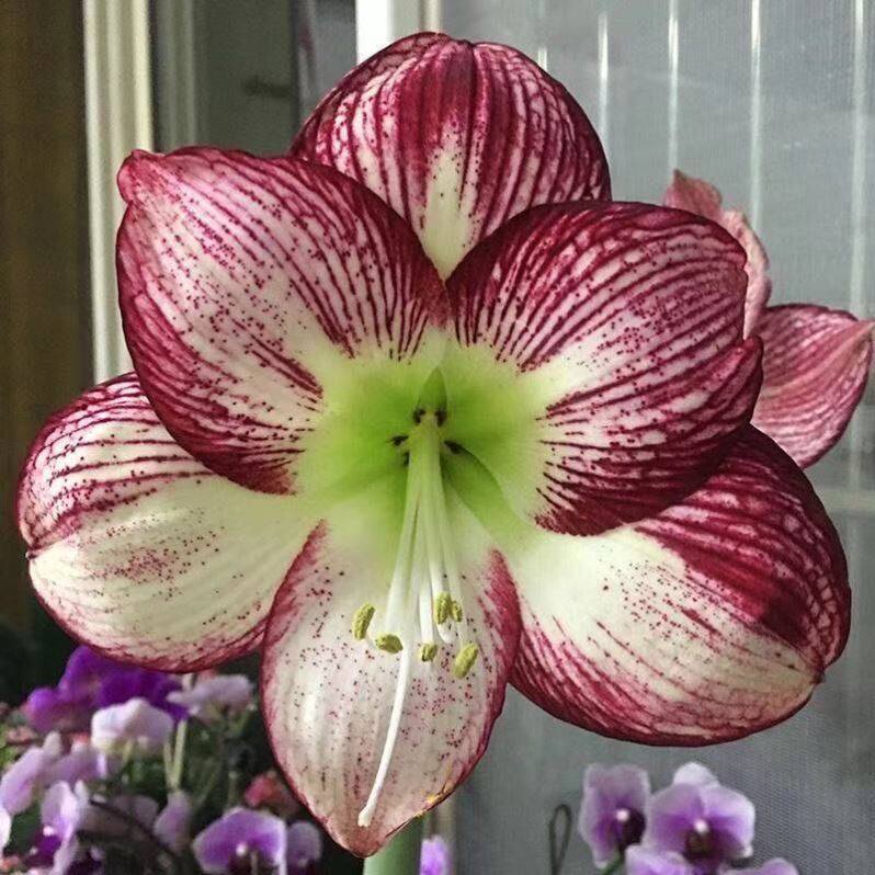 朱顶红蜡球好运封冬礼品开花蜡球客厅办公创意植物年宵花卉,淘宝优惠券,粉丝福利购,淘宝优惠卷