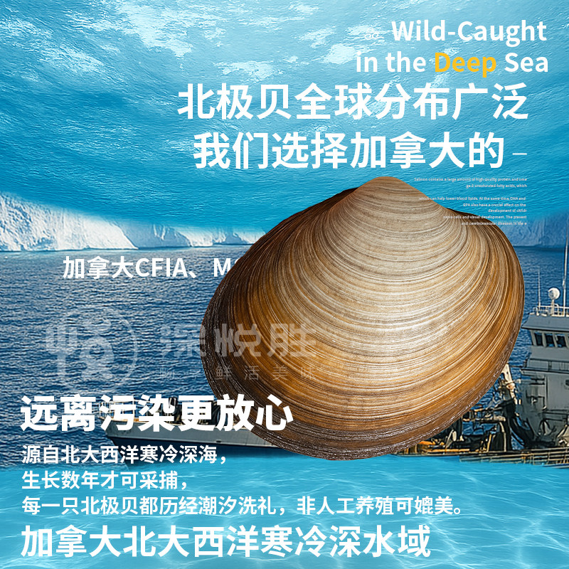 【巨大】加拿大北极贝刺身 北寄贝进口新鲜不含冰 三文鱼刺身伴侣 - 图0