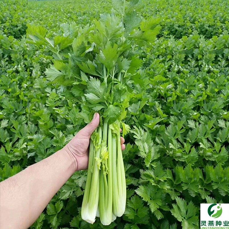 四季播小香芹种子苗四季种庭院阳台蔬菜种籽香味浓细芹菜种孑盆栽