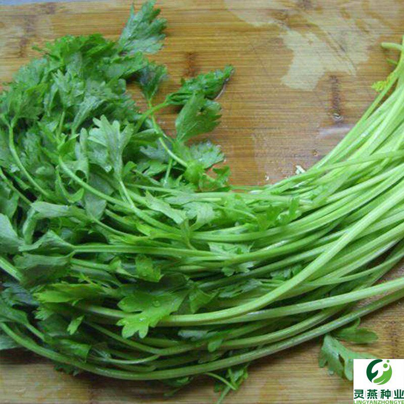 四季播小香芹种子苗四季种庭院阳台蔬菜种籽香味浓细芹菜种孑盆栽