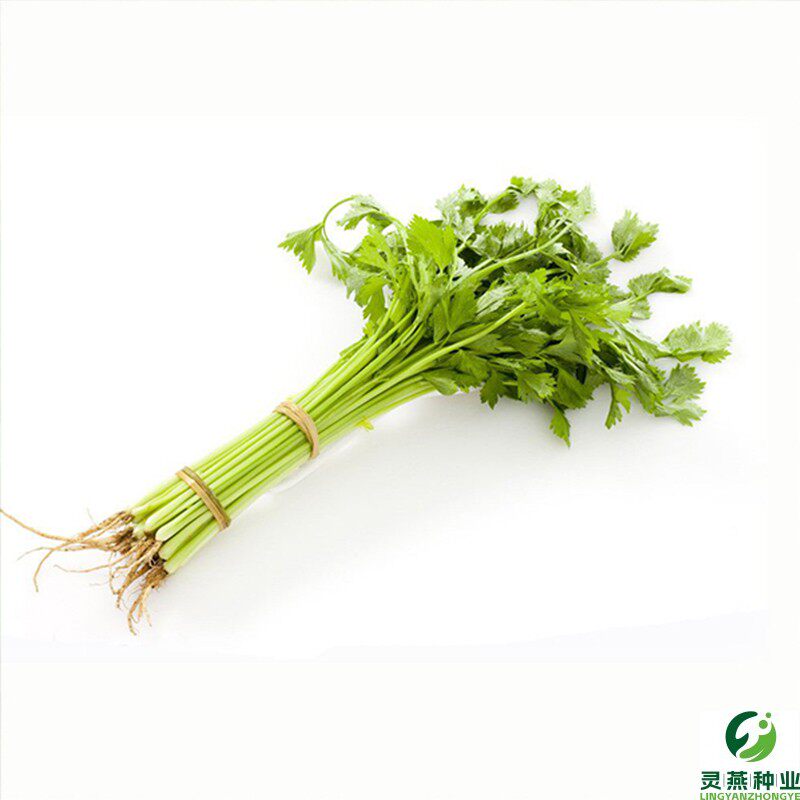 四季播小香芹种子苗四季种庭院阳台蔬菜种籽香味浓细芹菜种孑盆栽