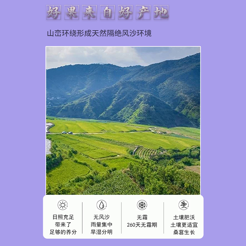 枣乐趣桑葚干礼盒新货黑桑葚果干礼品泡水送礼零食团购批发