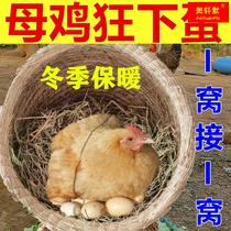 Chicken cohorts chichenna set up a cohorts straw Four Seasons Large outdoor pigeon nest Ludding grass Chronicles Old Eggs