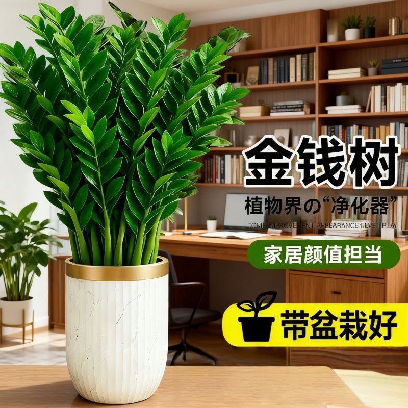 金钱树盆栽植物室内大绿植钱串子招财客厅四季常青发财树净化空气,淘宝优惠券,粉丝福利购,淘宝优惠卷
