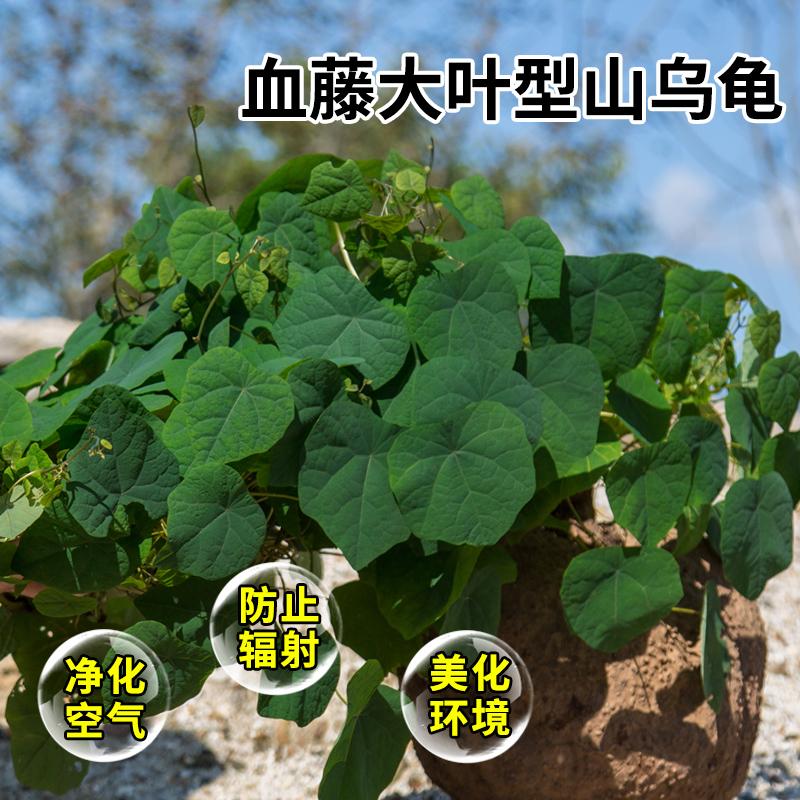 山乌龟爬藤植物血藤多肉水培红藤金不换阳台办公室庭院千金藤盆栽-图2