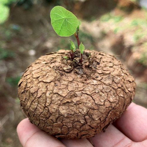 精选山乌龟爬藤植物金不换地不容红藤圆叶盆景水培千金藤多肉盆栽 - 图2