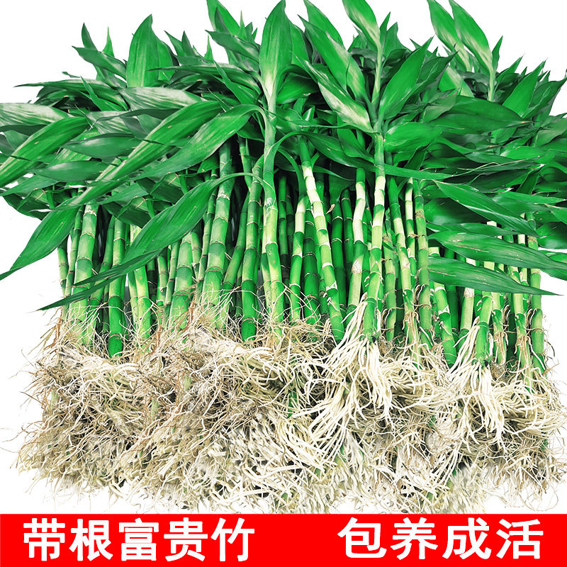 带根富贵竹水养客厅带根水培植物盆栽土易活大宽叶富贵竹粗竹加粗,淘宝优惠券,粉丝福利购,淘宝优惠卷