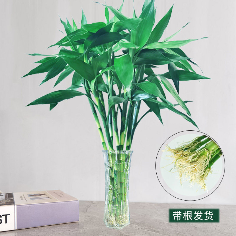 带根富贵竹水养客厅带根水培植物盆栽土易活大宽叶富贵竹粗竹加粗,淘宝优惠券,粉丝福利购,淘宝优惠卷