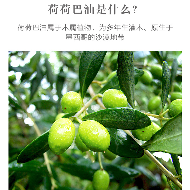 新疆伊帕尔汗薰衣草精油荷荷巴油100ml基础油霍霍巴油基底按摩油 - 图2