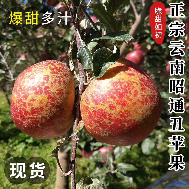 【昭阳红品牌】昭通丑苹果5斤新鲜水果嘎啦冰糖心平果甜-图0