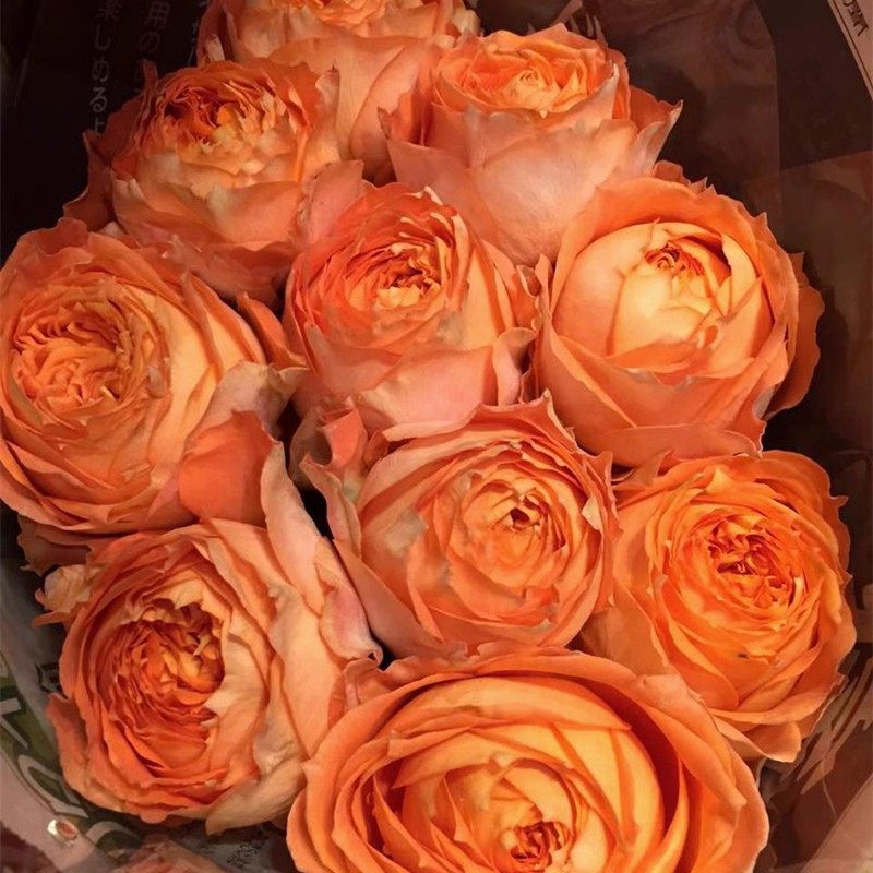 橙色浪漫多季开花勤花大花浓香型玫瑰月季花苗盆栽庭院阳台楼顶花,淘宝优惠券,粉丝福利购,淘宝优惠卷