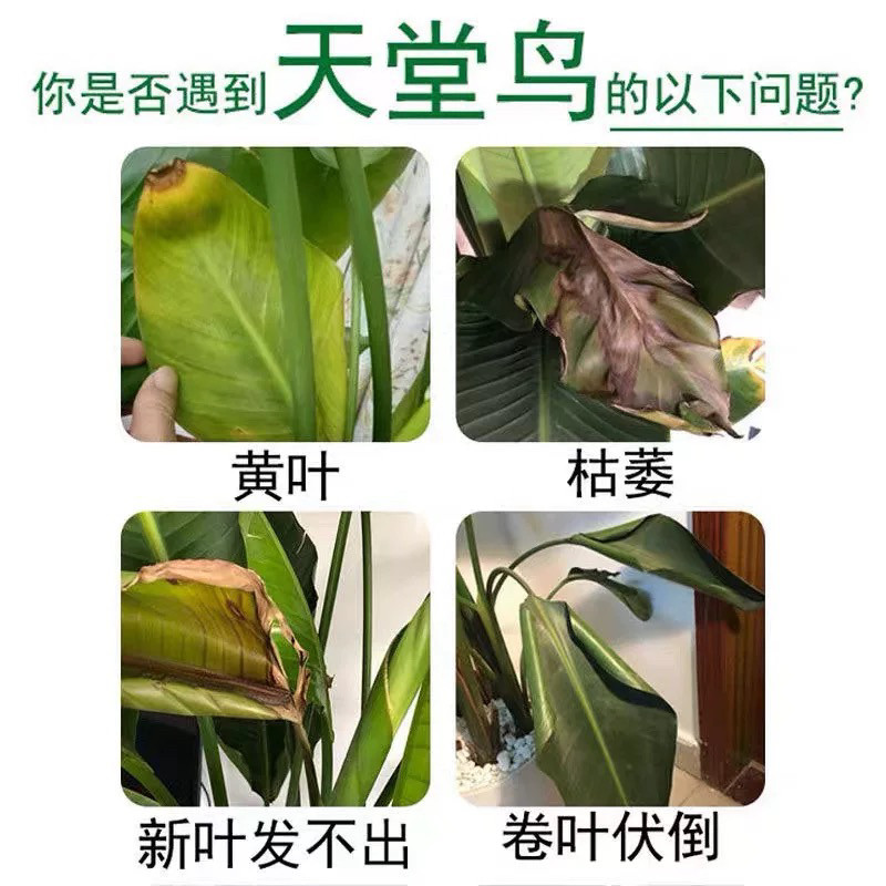 天堂鸟专用肥料黄叶卷边出油营养液叶子发黄家用室内盆栽植物花肥