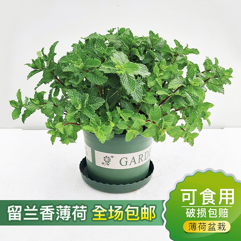 薄荷盆栽绿植 新人首单立减十元 21年8月 淘宝海外 薄荷盆栽绿植 新人首单立减十元 21年8月 淘宝海外